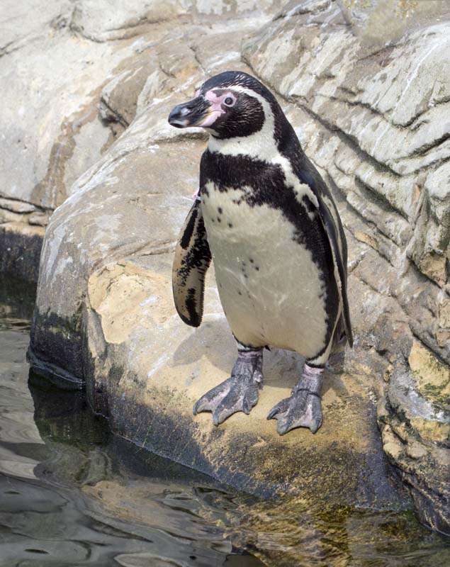 Peruvian Humboldt penguin at Weymouth Sea Life Centre